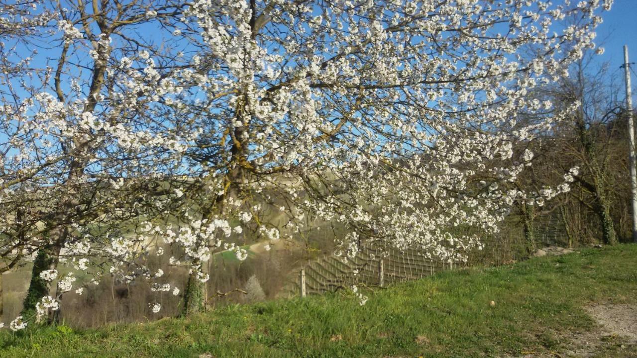 Cascina Torello Дольяни Экстерьер фото