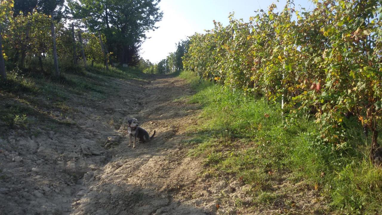 Cascina Torello Дольяни Экстерьер фото